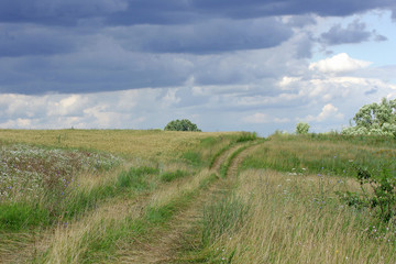 Dirt road through meadow.