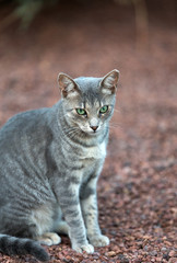 A Beautiful  grey cat outside in the garden