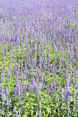 Lavender fields