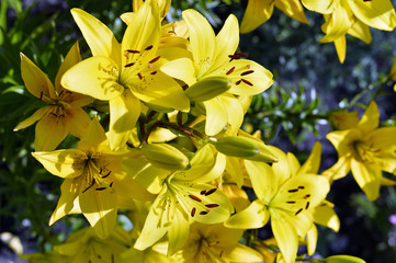 Obraz premium Flowering ornamental yellow lily in the garden closeup
