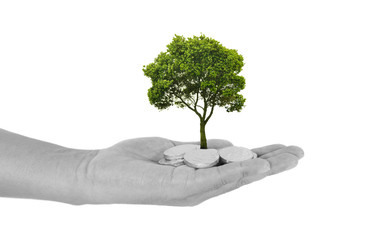 Investment concept with growth tree on black and white hand