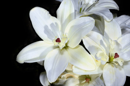 Decorative white lily on black background closeup