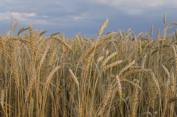 wheat field in Sunny day