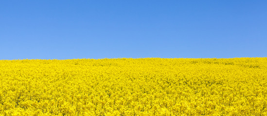 Panorama view of a field of bright yellow rapeseed or canola, Brassica napus, also known as...