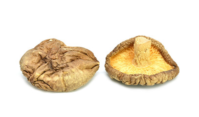 Two dried shiitake mushroom on white background