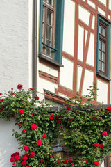 Fototapeta na wymiar Rosenranken an einem historischen Gebäude am Platz von Montrichard in Eltville am Rhein, Rheingau, Hessen