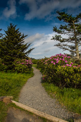 Rhododendron Line the Trail