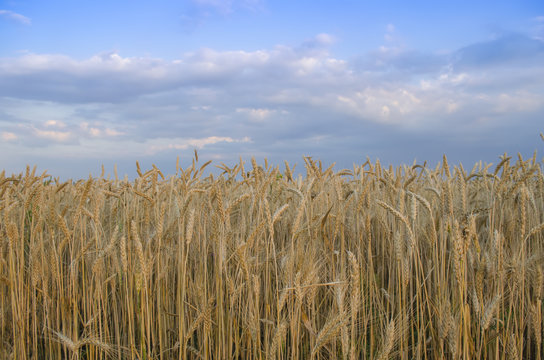 wheat field in Sunny day