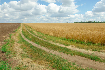 Fototapeta na wymiar Village road in wheat field under cloudy sky.