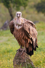 Griffon vulture (Gyps fulvus)