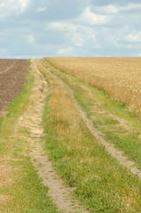 Fototapeta na wymiar Village road in wheat field under cloudy sky.