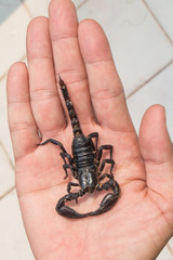 black scorpion on hand