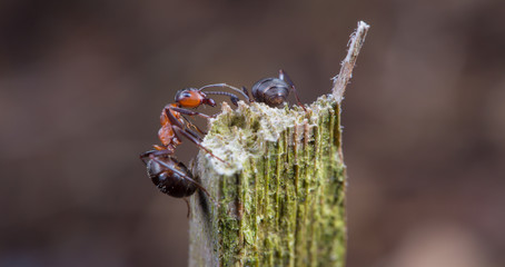 Eine fleißige Rote Waldameise hat einen Ast erklommen