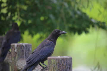 ハシボソガラス(Carrion crow / Corvus corone) / 栃木県にてハシボソガラスを撮影しました。