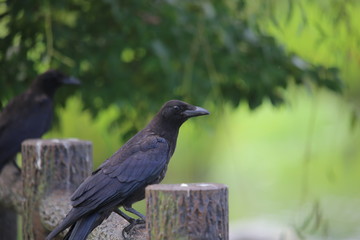ハシボソガラス(Carrion crow / Corvus corone) / 栃木県にてハシボソガラスを撮影しました。