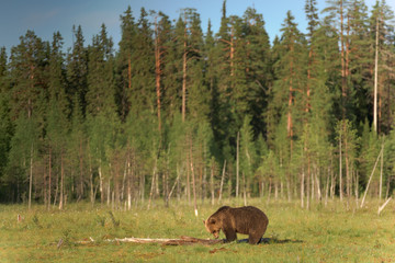 Big brown bear (ursus arctos) walking in the bog on a summer evening