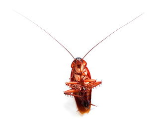 Cockroach lying flat on a white background.
