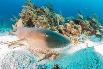 Naklejka premium Nurse shark at Ambergris Caye, Belize