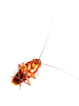 Cockroach lying flat on a white background.