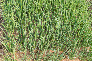 Onion plantation in the vegetable garden