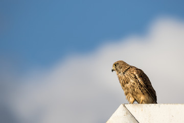 A Kestrel Falcon at sunset light