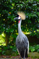 ホオジロカンムリヅル / Grey crowned crane