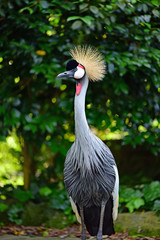 Fototapeta premium ホオジロカンムリヅル / Grey crowned crane