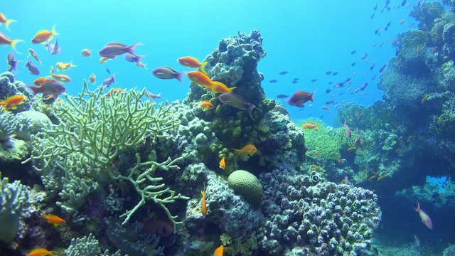 Tropical Fish on Vibrant Coral Reef