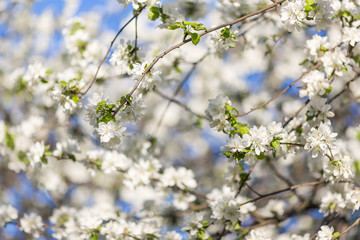 Obraz premium Spring blossoms apple tree in sunny day