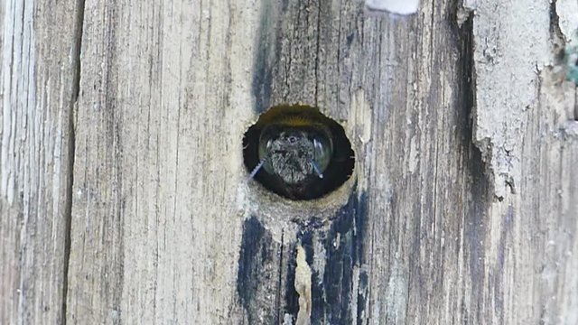 Carpenter bee flying out of the cavity on wooden.