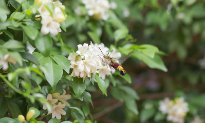 Orange Jessamine