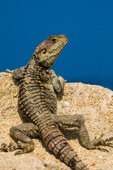 Wild lizard