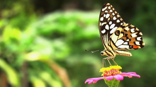 Slow motion shot of butterfly feeding nectar from field of pink flowers
