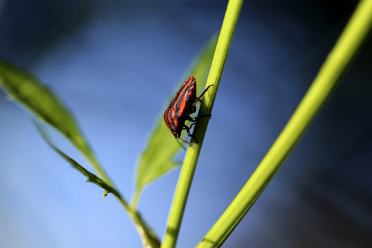 punaise ray&eacute;e