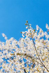white cherry blossoms