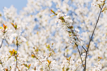 white cherry blossoms