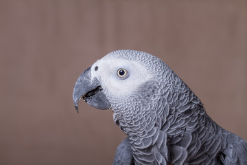 African Grey Parrot eating a nut