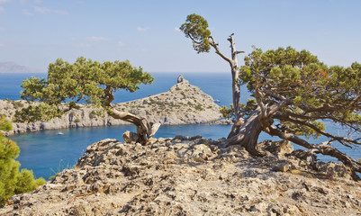 Two bizarre forms of juniper growing on a rock.New Light.Crimea.