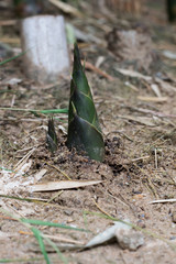 Bamboo shoots in the rainy season