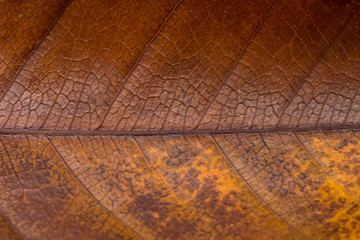 Obraz premium Close up dry leaf background