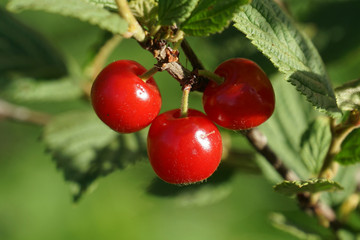 cherry