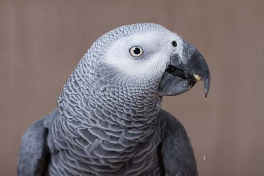 African Grey Parrot eating a nut