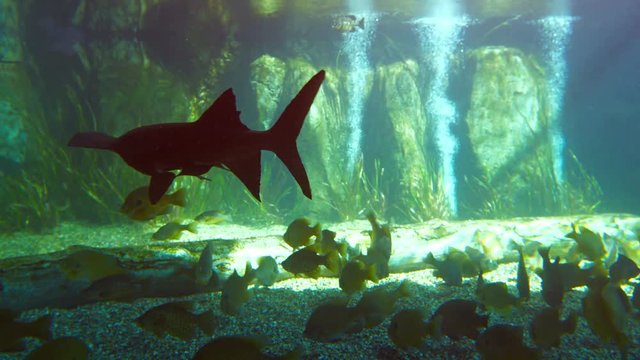 Several exotic fish swimming around in a large, public aquarium with bubblers, a driftwood log and a coarse gravel substrate. Video 4k
