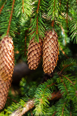 Closeup of pine cones