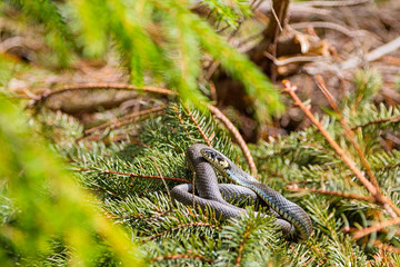 Grass snake at summer forest