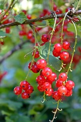 Rote Johannisbeeren