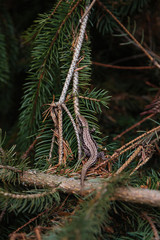 Fototapeta premium Small lizard on the spruce branches
