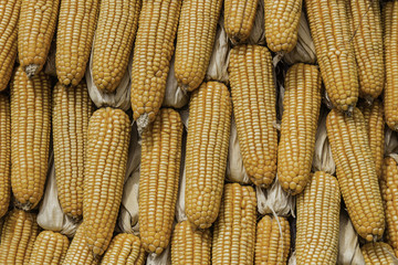 Closeup corn on the stalk in the corn field