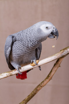 African Grey Parrot eating a nut