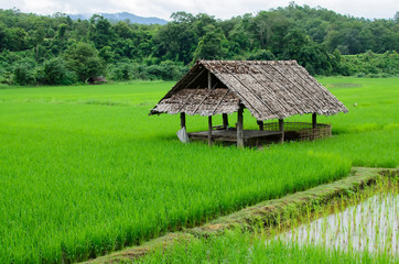Fototapeta na wymiar rice field in northern, Thailand